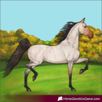 Horse Color:Bay Roan Dun 