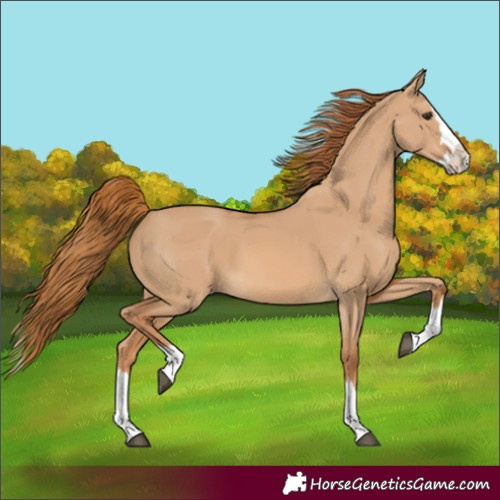 Horse Color:Red Dun Splash 