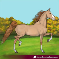 Horse Color:Red Dun Splash 