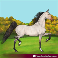 Horse Color:Brown Roan Dun 