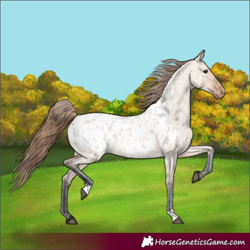 Horse Color:Bay Roan Dun Appaloosa 