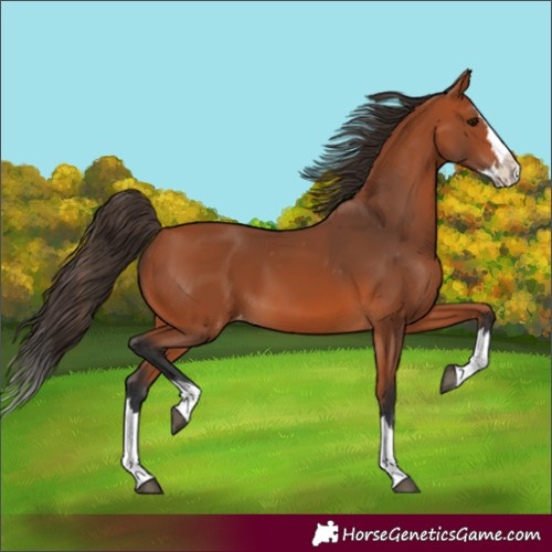 Horse Color:Bay Splash Appaloosa 