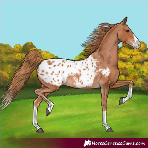 Horse Color:Chestnut Splash Appaloosa 