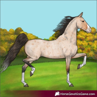 Horse Color:Bay Roan Dun Splash 