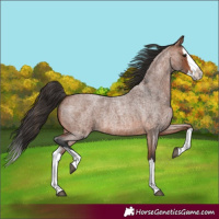 Horse Color:Bay Roan Splash