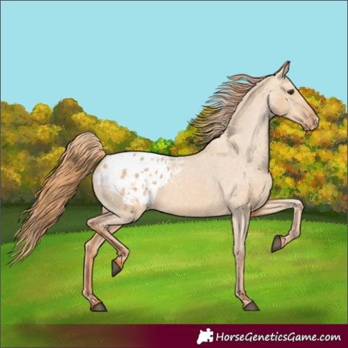 Horse Color:Red Dun Appaloosa 