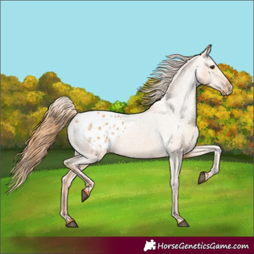 Horse Color:Red Dun Appaloosa 