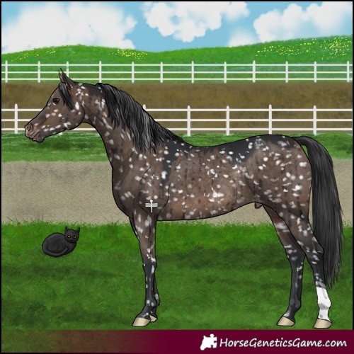 Horse Color:Brown Dun Snowflake VarnishRabicano Brindle 