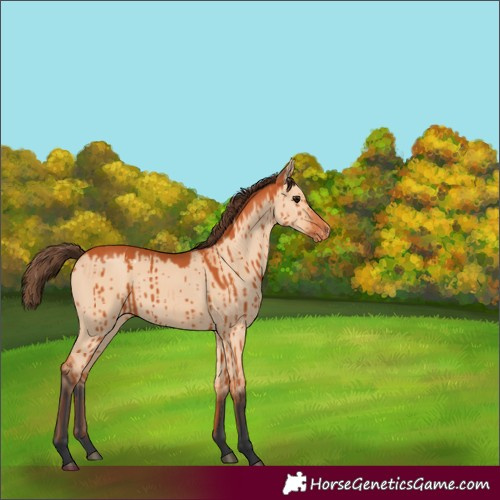 Horse Color:Bay Dun Appaloosa Brindle 