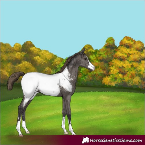 Horse Color:Smoky Grullo Near Fewspot Brindle 