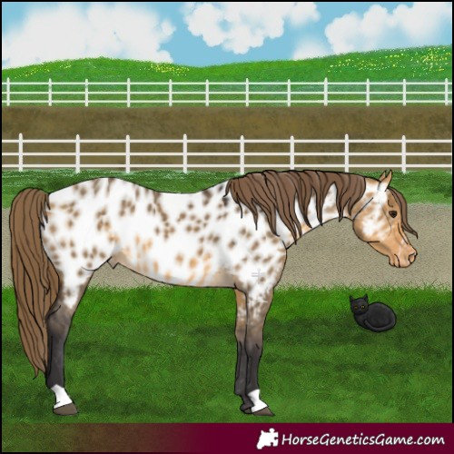 Horse Color:Buckskin Dun Near Leopard 