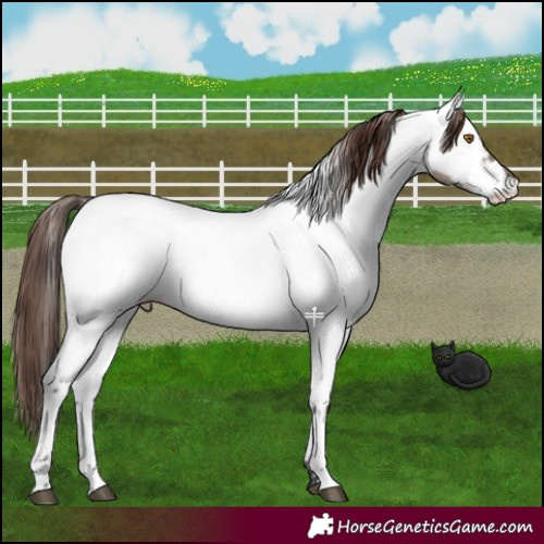 Horse Color:Brown Dun Mushroom Near Fewspot 