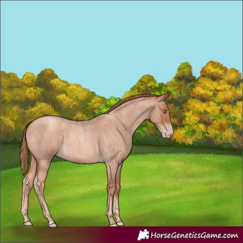 Horse Color:Gold Champagne Roan 