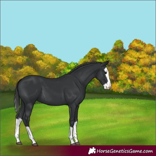 Horse Color:Black Splash