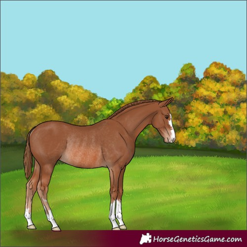 Horse Color:Chestnut Rabicano 
