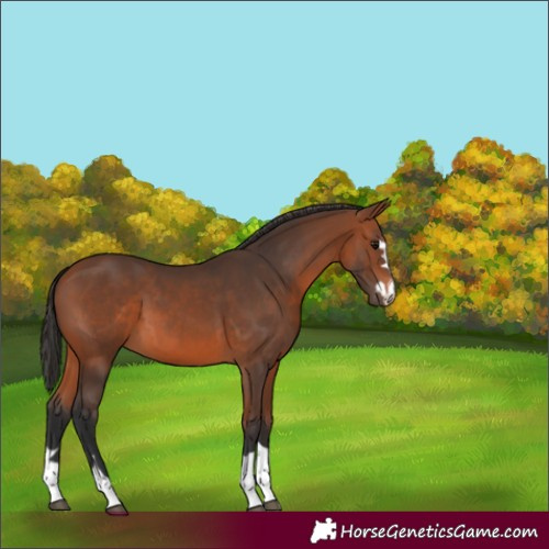 Horse Color:Bay 