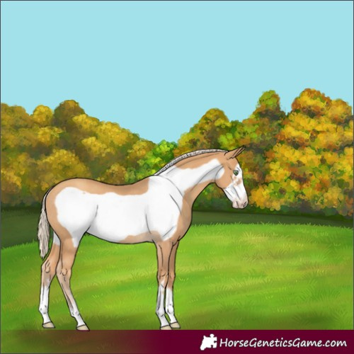 Horse Color:Gold Cream Champagne Frame Rabicano 