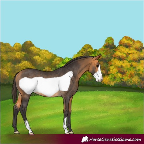 Horse Color:Buckskin Frame Rabicano 
