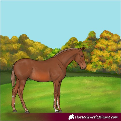 Horse Color:Chestnut Rabicano 