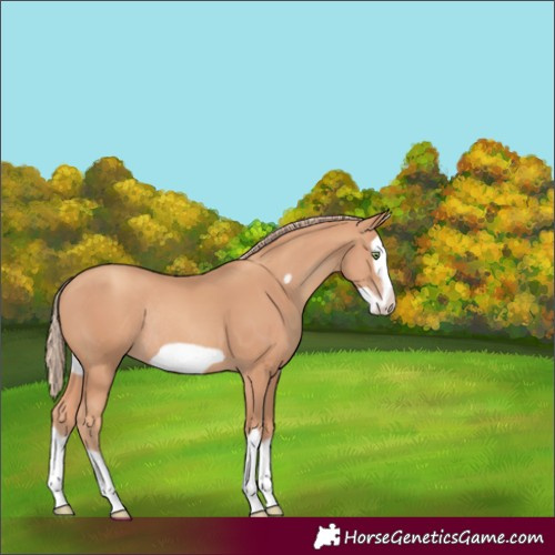 Horse Color:Gold Champagne Splash Frame Rabicano