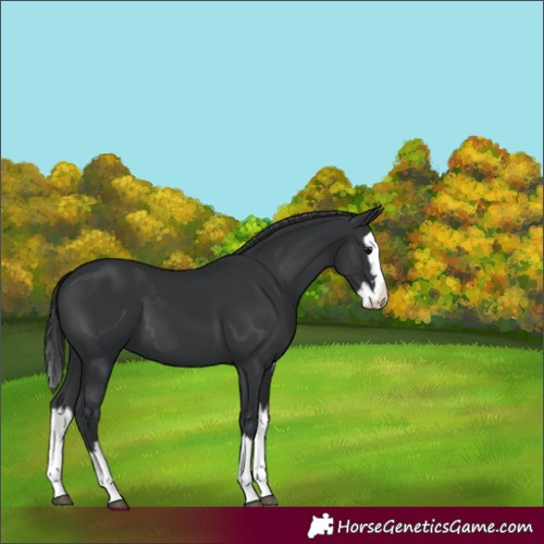Horse Color:Black Splash 
