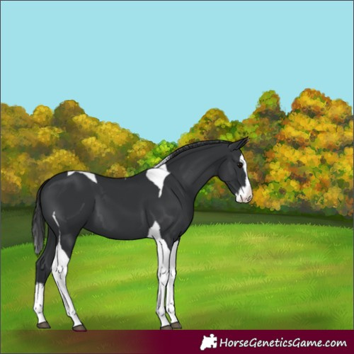 Horse Color:Black Splash Tobiano