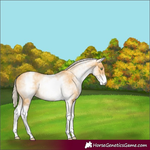 Horse Color:White Spotted Gold Cream Champagne