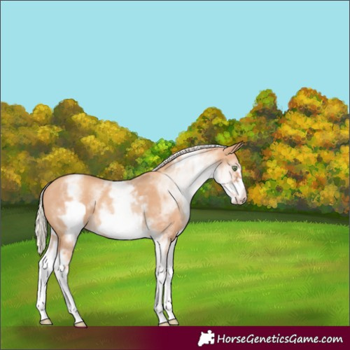 Horse Color:White Spotted Gold Champagne Frame Rabicano 