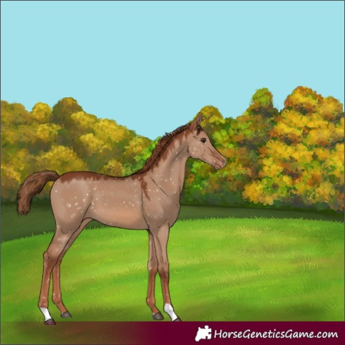 Horse Color:Red Dun Appaloosa 