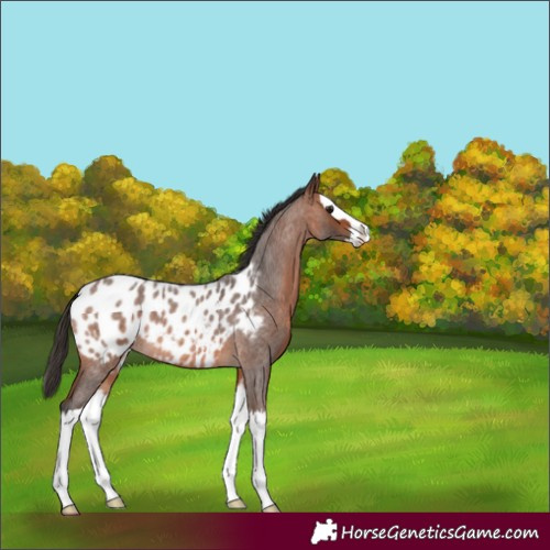 Horse Color:Bay Roan Splash Appaloosa 