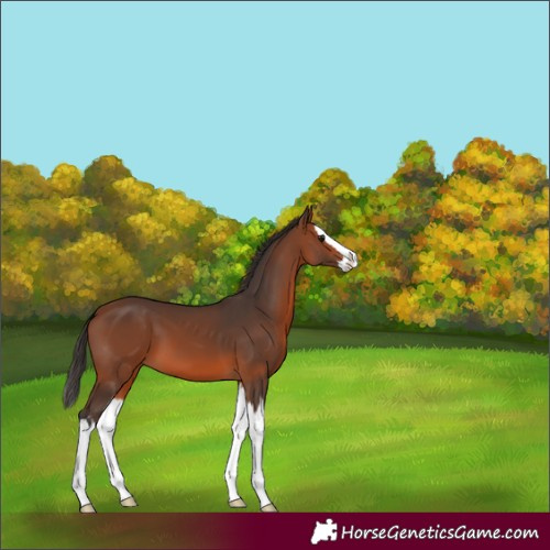 Horse Color:Bay Splash 