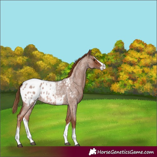 Horse Color:Red Roan Splash Appaloosa