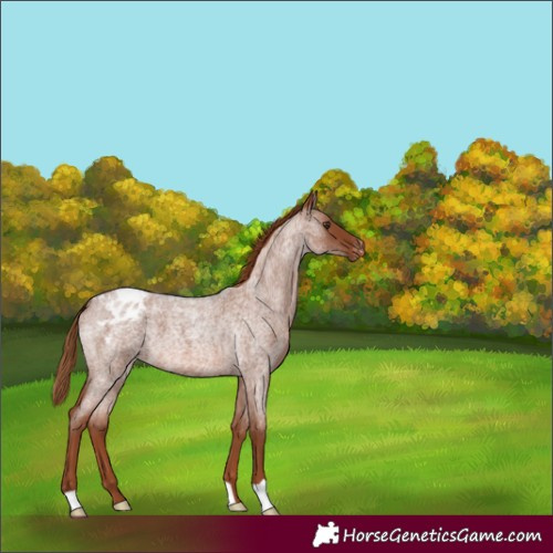 Horse Color:Red Roan Appaloosa 