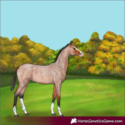 Horse Color:Bay Roan Splash