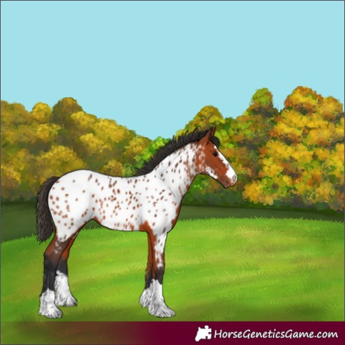 Horse Color:Bay Appaloosa