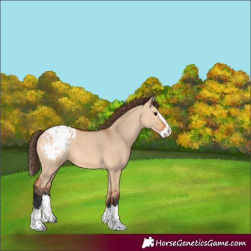 Horse Color:Bay Dun Splash Appaloosa