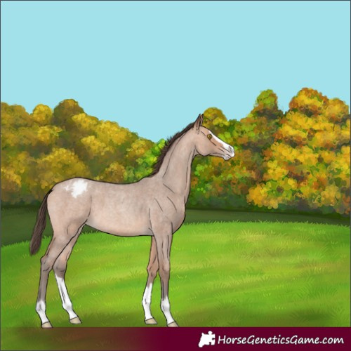 Horse Color:Amber Champagne Roan Splash Appaloosa