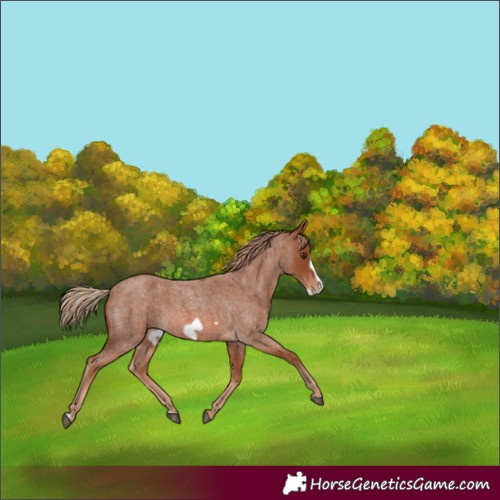 Horse Color:Red Roan Frame 