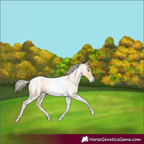 Horse Color:Palomino Roan Pearl Tobiano Frame 