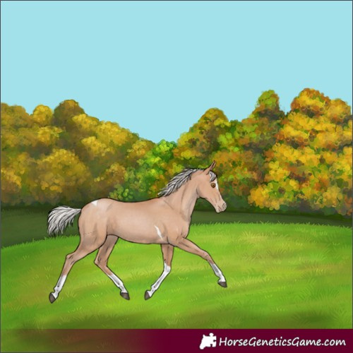 Horse Color:Silver Black Pearl Sabino Tobiano