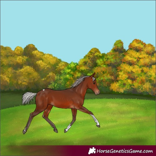 Horse Color:Silver Brown Tobiano 