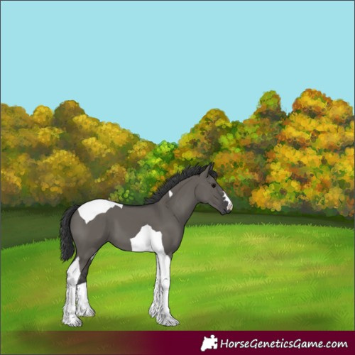 Horse Color:Grullo Tobiano