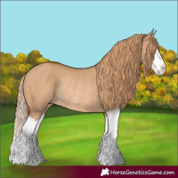 Horse Color:Red Dun Splash Rabicano