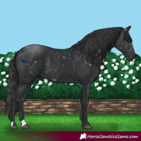 Horse Color:Black 
