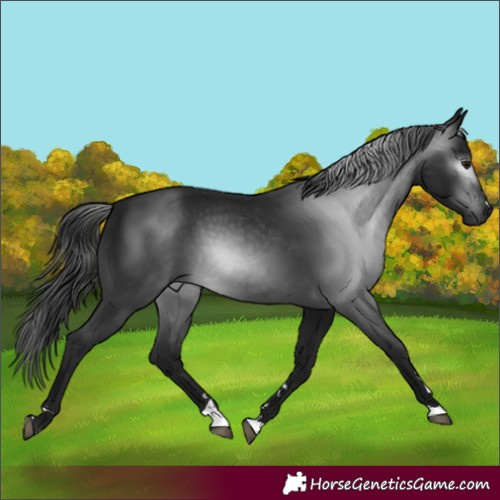 Horse Color:Gray Black