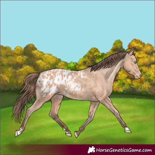 Horse Color:Amber Champagne Appaloosa 