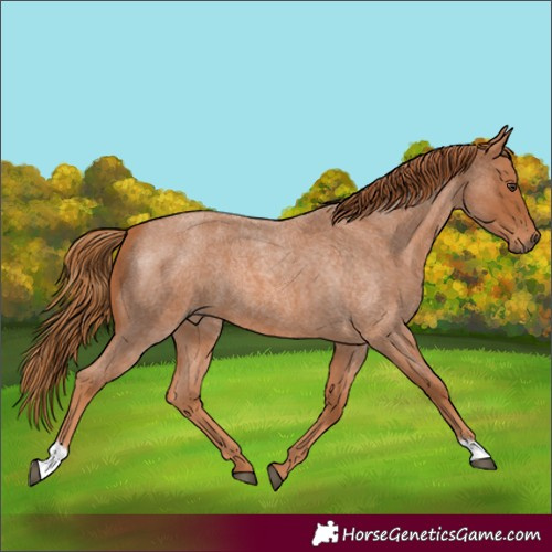Horse Color:Red Roan 