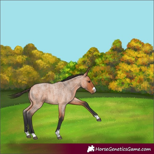 Horse Color:Unknown 