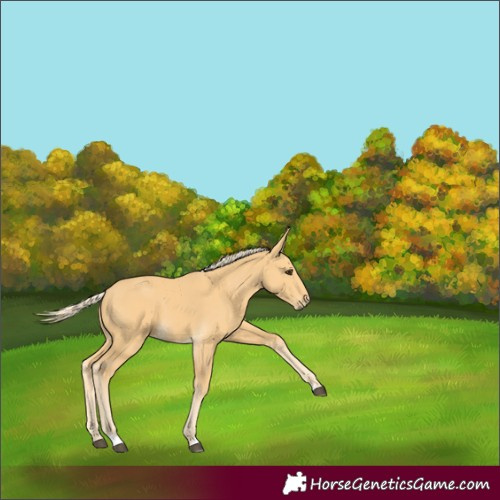 Horse Color:Palomino
