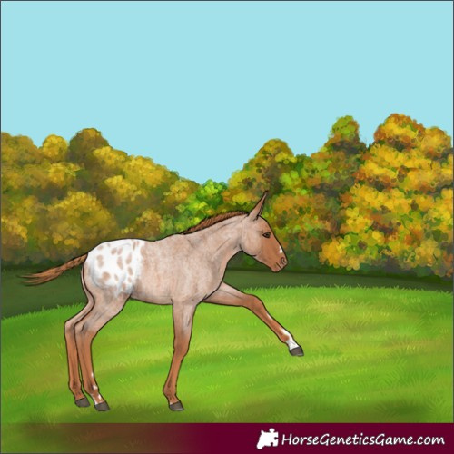 Horse Color:Red Roan Blanket